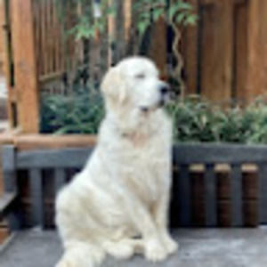 Meet your Posher, Henry